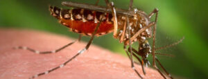 Mosquito1